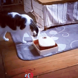 3743867216_1780646637.5602.gif